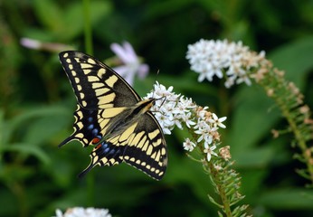 オカトラノオと蝶