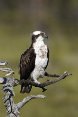Osprey, Pandion haliaetus,