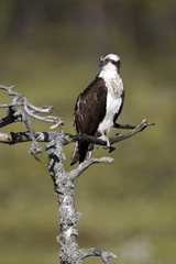 Osprey, Pandion haliaetus,