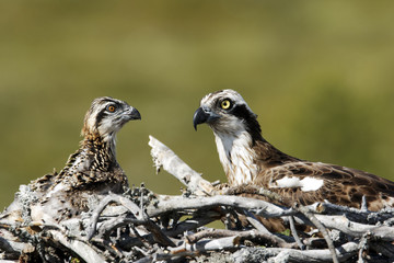 Osprey, Pandion haliaetus,