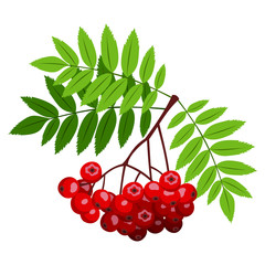 Rowan branch with berries and leaves. Vector illustration.
