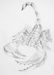 Scorpion
