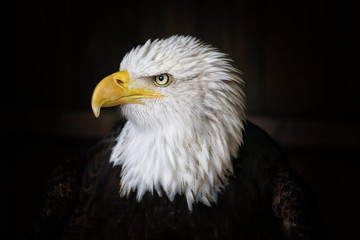 Bald Eagle Head Shot on dark background