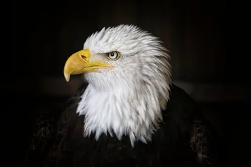Papier Peint photo Aigle Bald Eagle Head Shot sur fond sombre