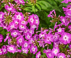 Floral background flower composition