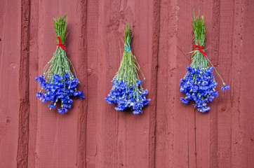 three blue cornflower bunch on red house wall