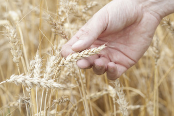 Hand Holding Ear of Ripe Wheat (Triticum).