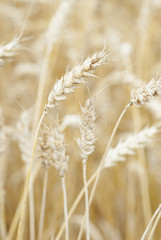Wheat (Triticum) Crop Ready For Harvest.