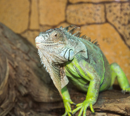 green iguana