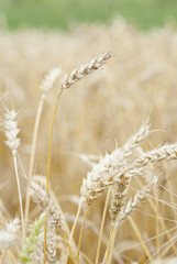 Wheat (Triticum) Crop Ready For Harvest.