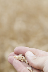 Hand Holding Ripe Wheat (Triticum).
