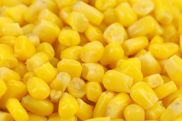 Background of indian corn.
