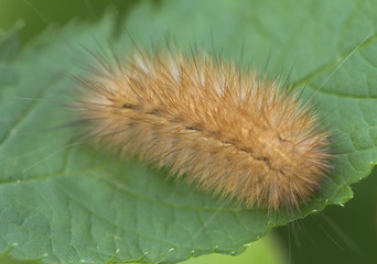 Spilosoma lutea ( bear fast).