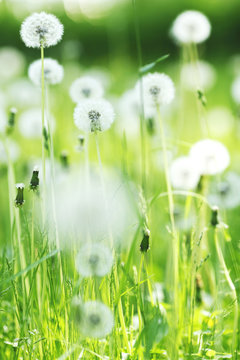 Fototapeta Fototapeta Białe mniszki na zielonej trawie ścienna