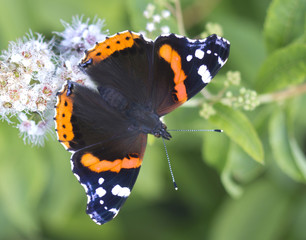Butterfly Admiral (lat. Vanessa atalanta)