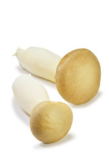 king trumpet mushroom