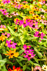 daisy in the royalflora chiangmai Thailand