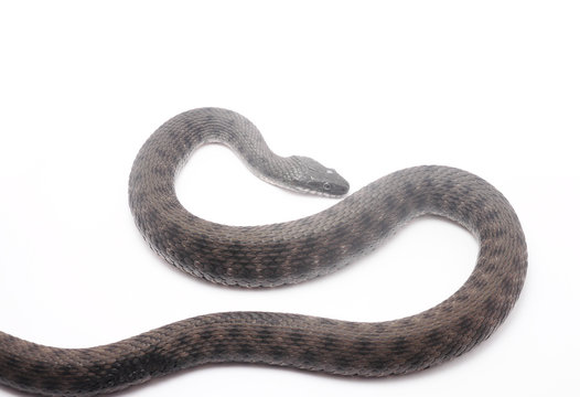 water snake on a white background