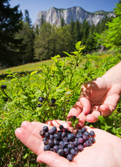 Blueberries in girl's hand with mountains in background