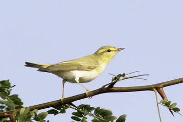 wood warbler in natural habitat / Phylloscopus sibilatrix