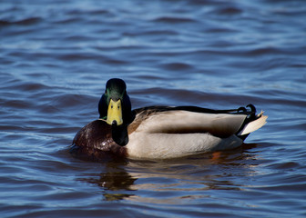 Obraz premium mallard duck on the lake
