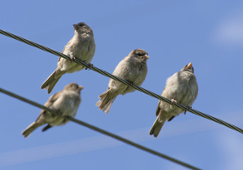 sparrows on wires