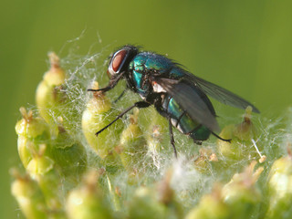 Fly on a flower