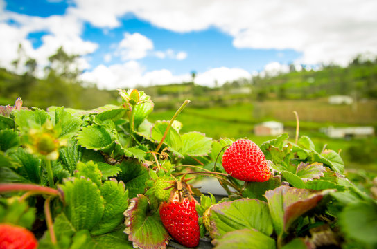 Organic strawberry fiels