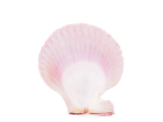 Obraz na płótnie Canvas sea shell isolated on white