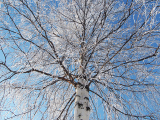 Birch in snow