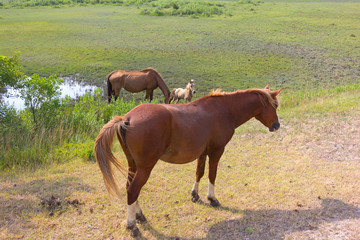 Group of wild horses on Assateague Island