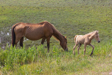 Naklejka na ściany i meble Wild horses grazing on the swamp of the Assateague Island