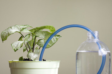 Invention of watering plants creative concept of protection