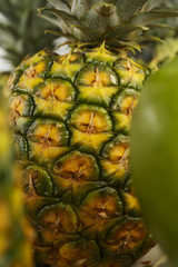 Pineapple (ananas comosus) close-up