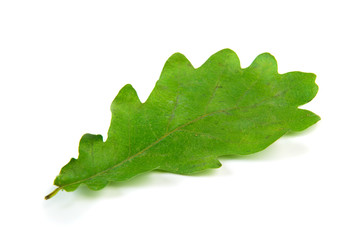 Oak leaf