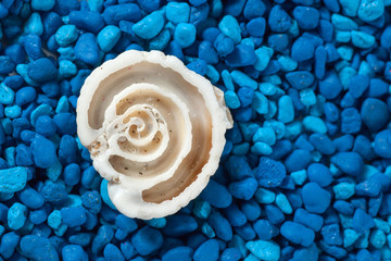 Seashell section closeup on blue background