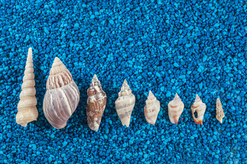 Oister and seashells aranged on blue background