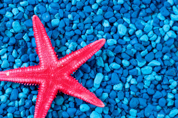 Close up red starfish on blue background