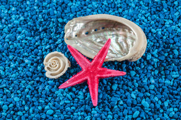 Starfish and seashells on blue background