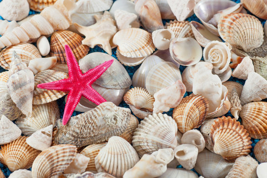 Starfish on seashells and oisters background