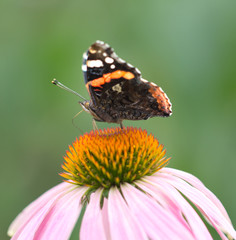 Fototapeta na wymiar piękny motyl na kwiat w przyrodzie