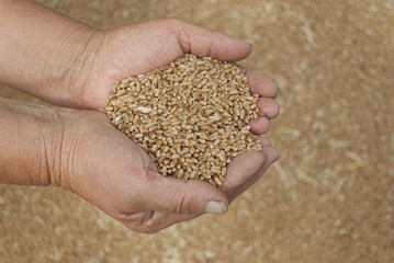 Handful of grains of wheat on the palms.