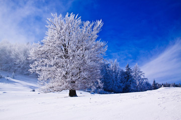 Beautifull winter  landscape with snow covered trees and fog