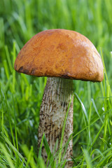 Leccinum mushrooms (aspen mushrooms) in the forest