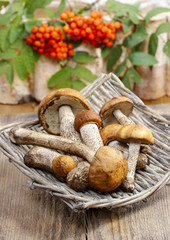 Basket of mushrooms