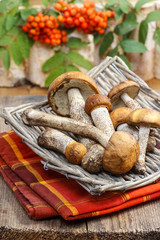 Fototapeta premium Basket of mushrooms