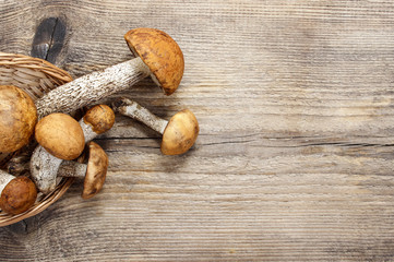 Leccinum mushrooms (aspen mushrooms) on wooden background. Blank
