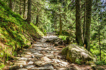 Fototapeta na wymiar Stone footpath between the trees in the mountains