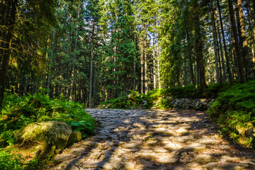 Stone path in a mountain forest