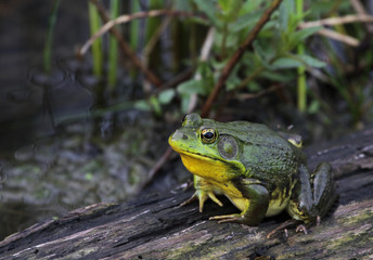Fototapeta premium Patient American Bullfrog
